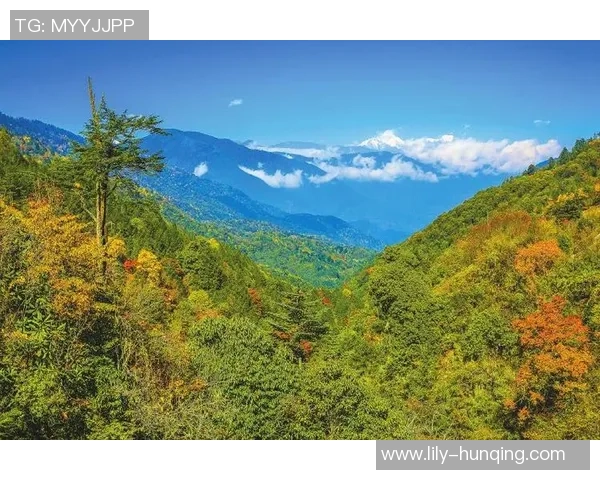 熊猫体育积极参与环保公益活动推动绿色赛事与可持续发展倡导