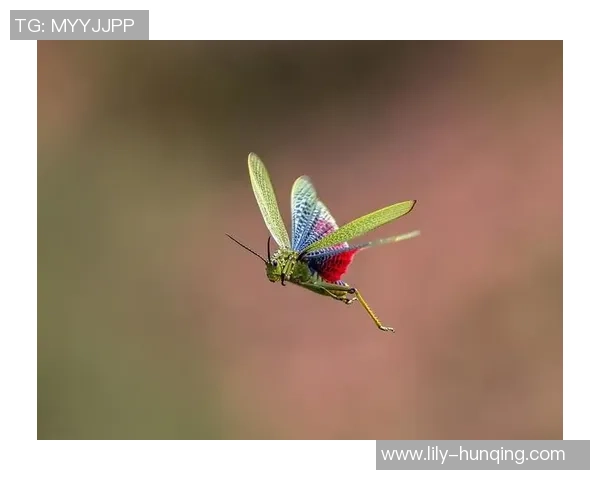 飞鸟与足球同框的绝美瞬间摄影记者场边精彩抓拍分享